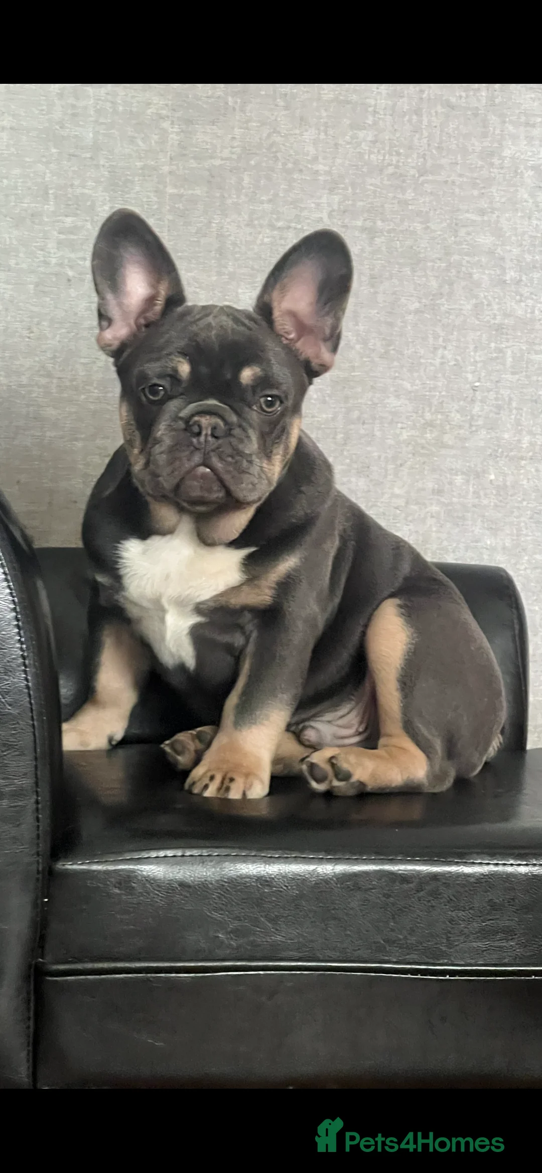 French Bulldog dogs for stud: Pablo KC - Advert 7