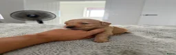 Golden Retriever dogs for sale:  Golden retriever puppies  - Advert 15