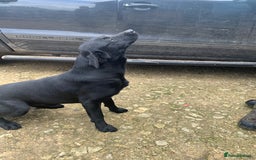 Labrador Retriever dogs for sale: Excellent litter of working labradors - Image 4