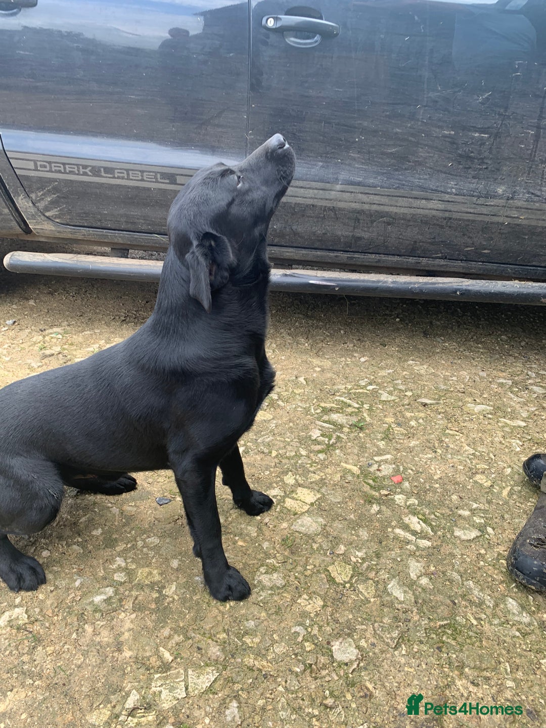Labrador Retriever dogs for sale: Excellent litter of working labradors - Image 4