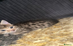 Domestic Shorthair cats for sale: Adorable tabby/bengal kittens to a good home - Image 4