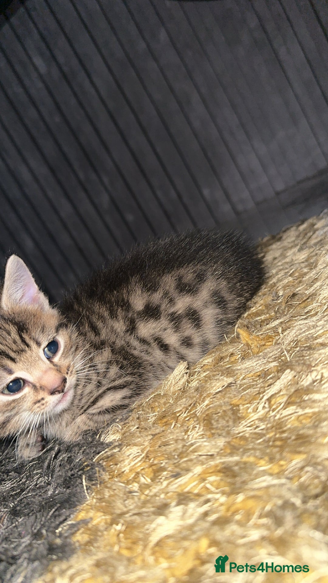 Domestic Shorthair cats for sale: Adorable tabby/bengal kittens to a good home - Image 4