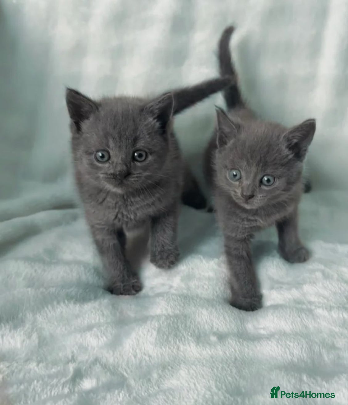 Brazilian Shorthair cats British short hair x Russian blue  kitten  - Advert 4
