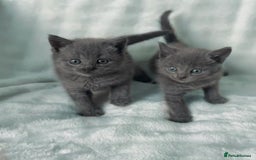 Brazilian Shorthair cats for sale: British short hair x Russian blue  kitten  - Image 1