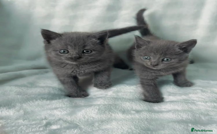 Brazilian Shorthair cats - Advert 13