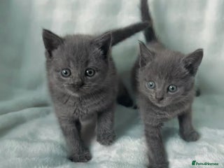 Brazilian Shorthair cats - Advert 18