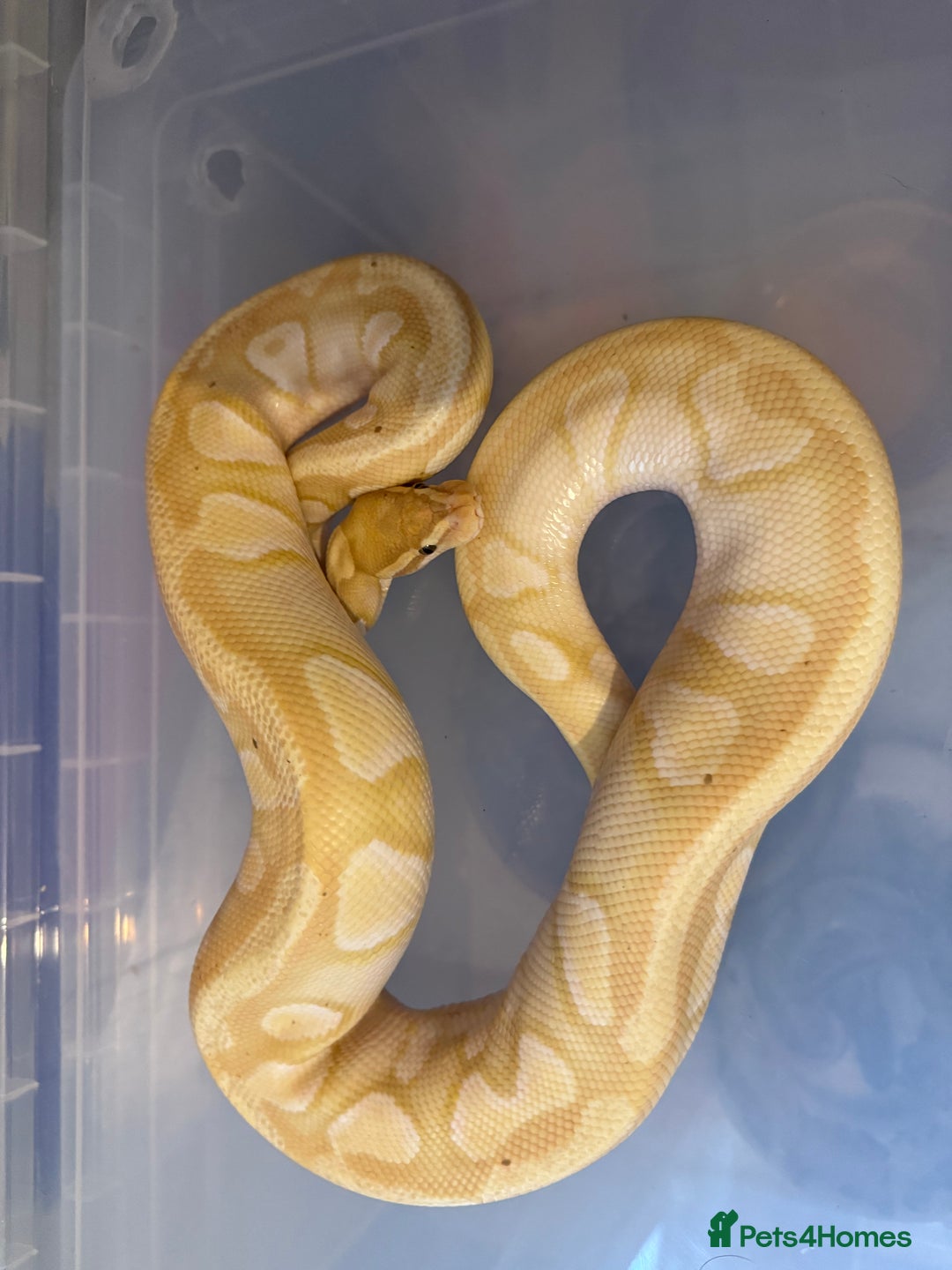 Snake reptiles for sale: Balls and boas - Image 3