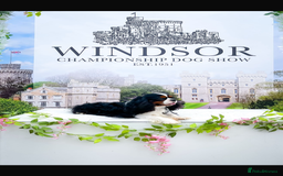 Cavalier King Charles Spaniel dogs for sale: Cavalier King Charles Spaniel! - Image 5