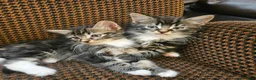 Mixed Breed cats for sale: Amazing kittens - Advert 11