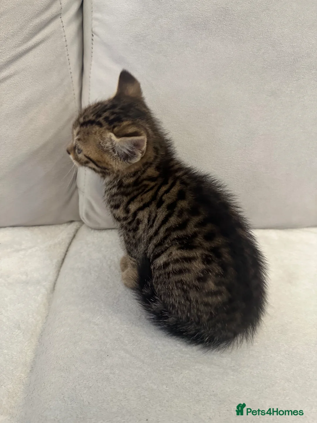 Mixed Breed cats for sale: Beautiful kittens  - Advert 2