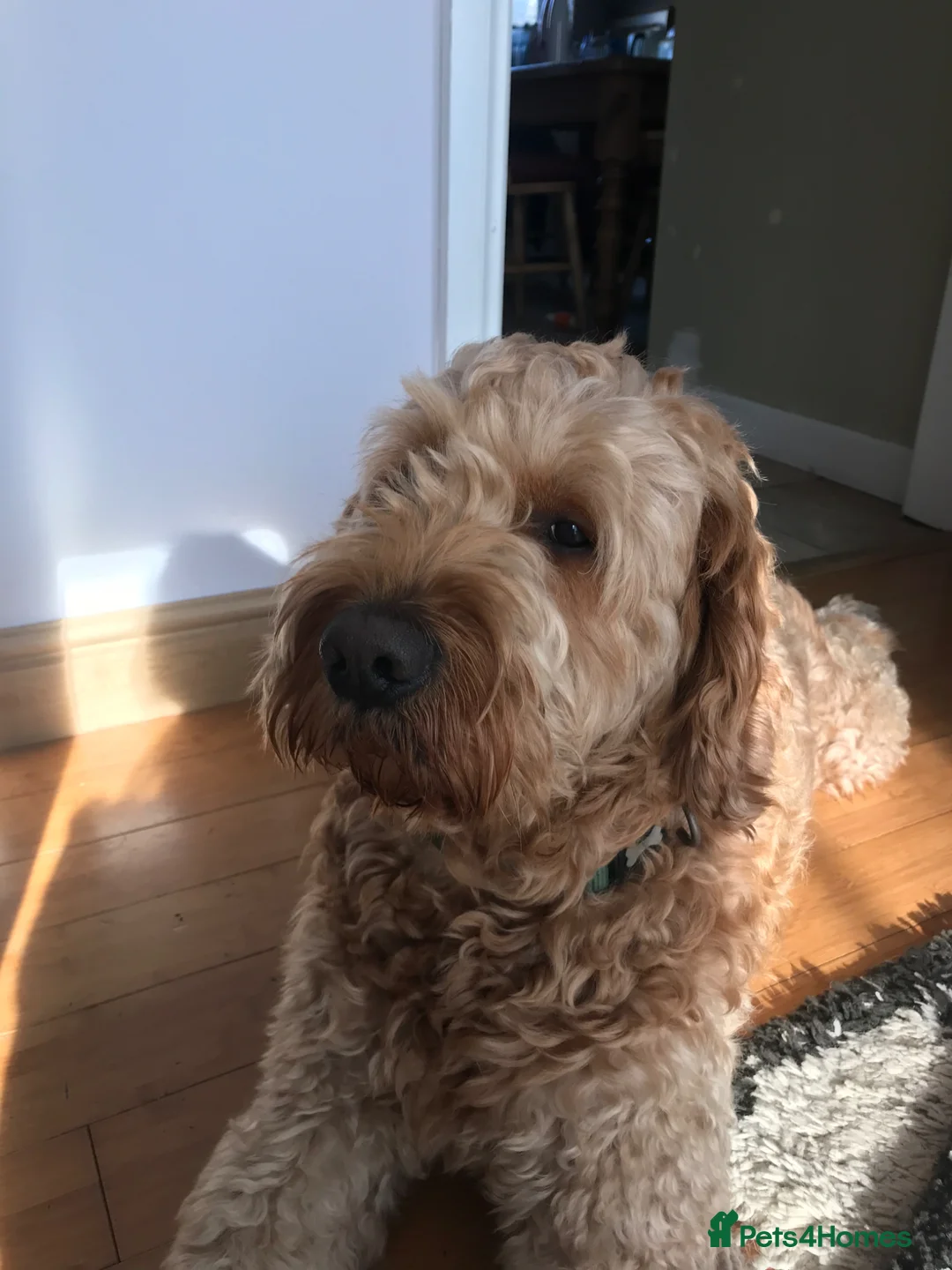 Goldendoodle dogs for sale: Our Golden Doodle to rehome. in Birmingham - Advert 3