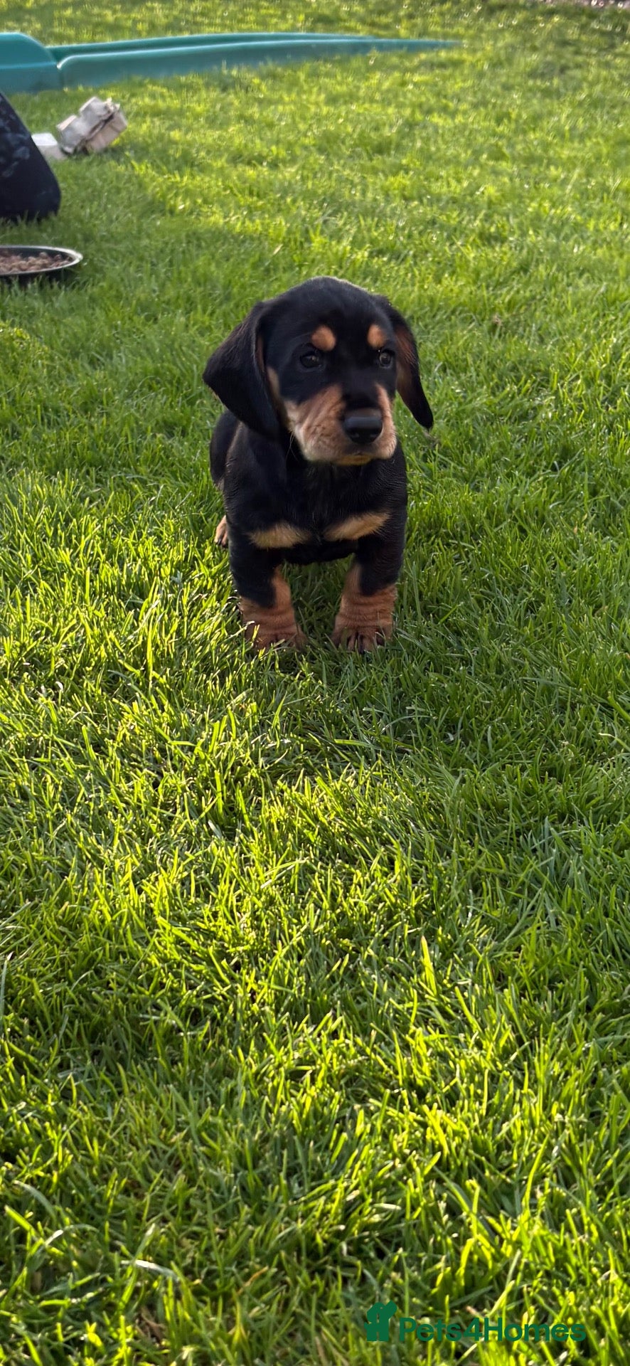 Mixed Breed dogs Teckel x Cocker spaniel  - Advert 2
