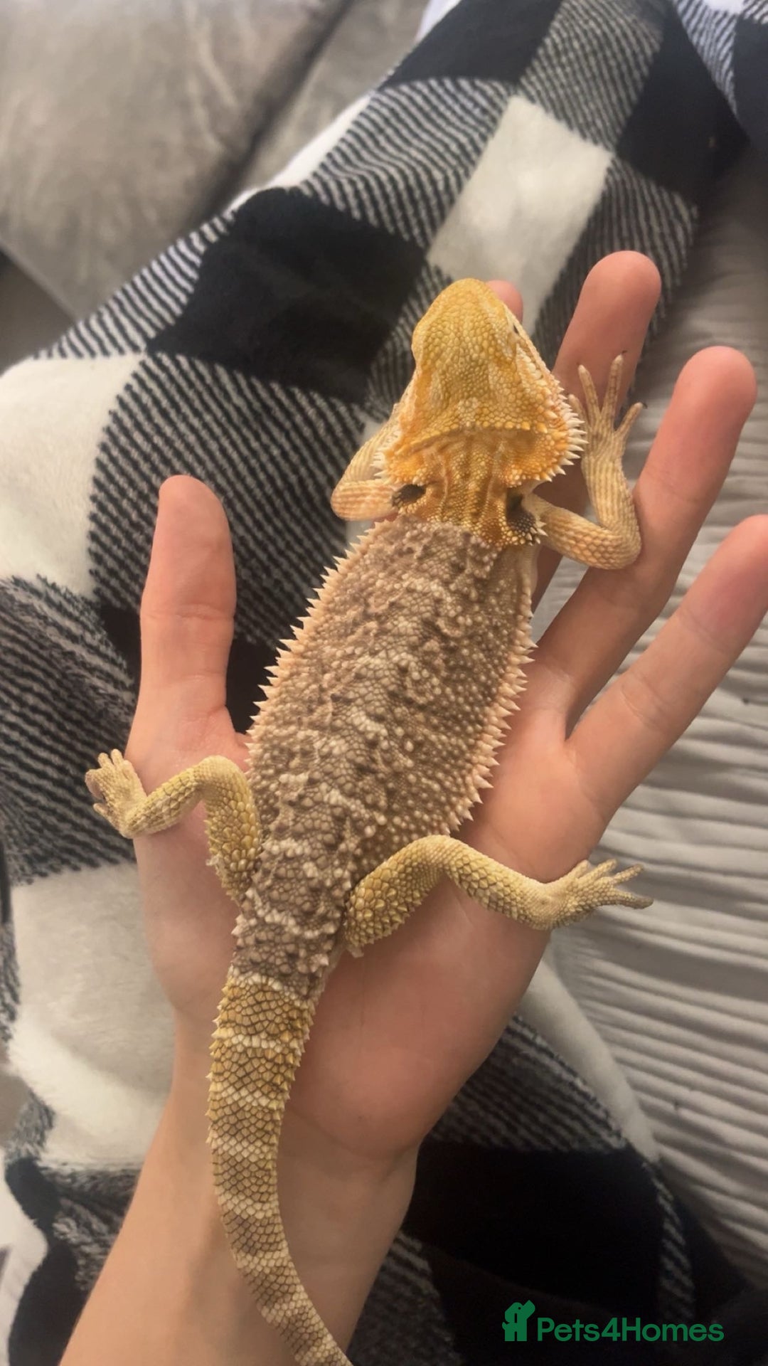 Bearded Dragon reptiles for sale: Bearded Dragon - Image 3