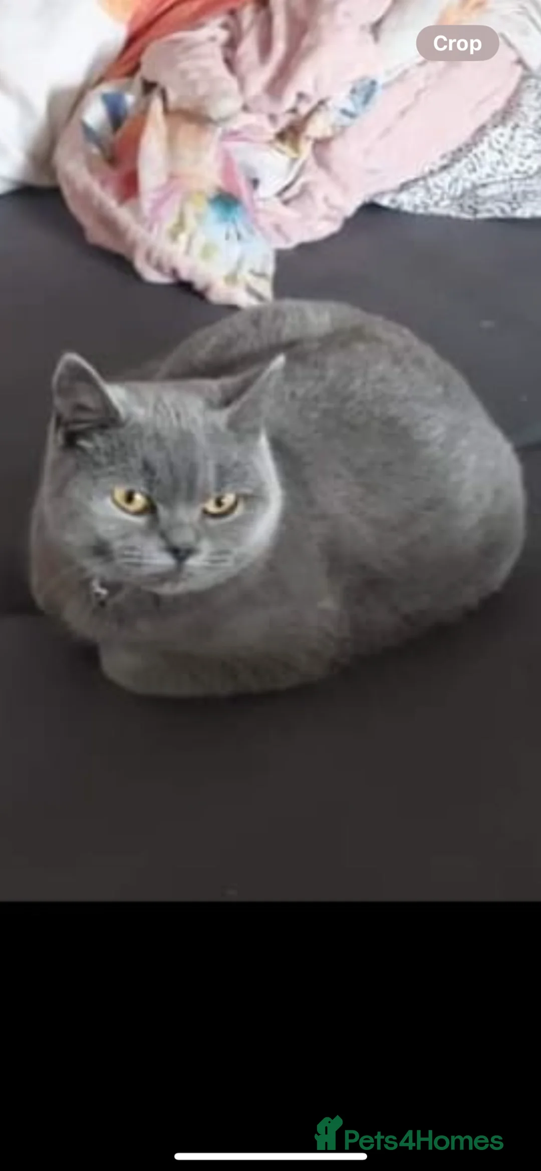 British Shorthair cats for sale: Blue British shorthair female 5 years old  - Advert 3