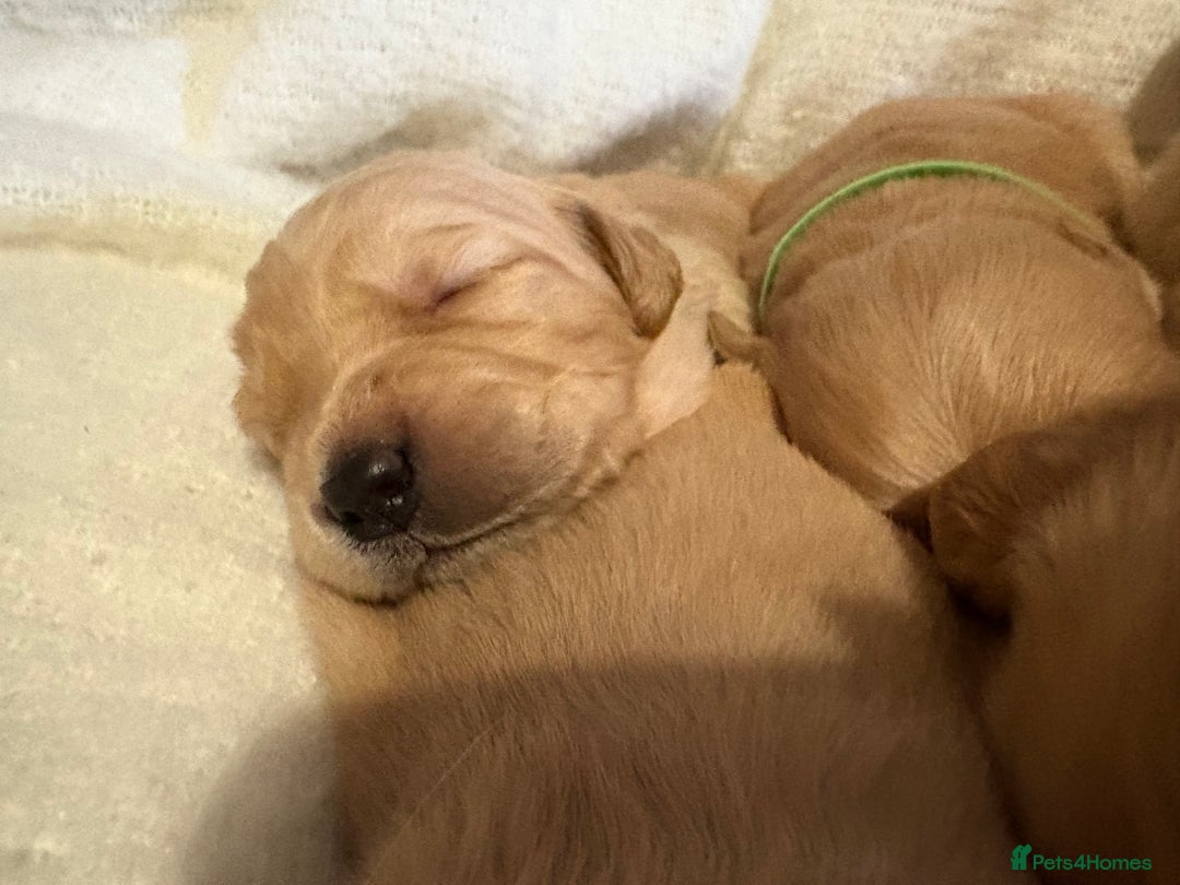 Golden Retriever dogs for sale: Sold sold sold sold sold  - Advert 14