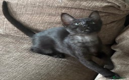 Serengeti cats for sale: Handsome tica reg black smoke male  - Image 2