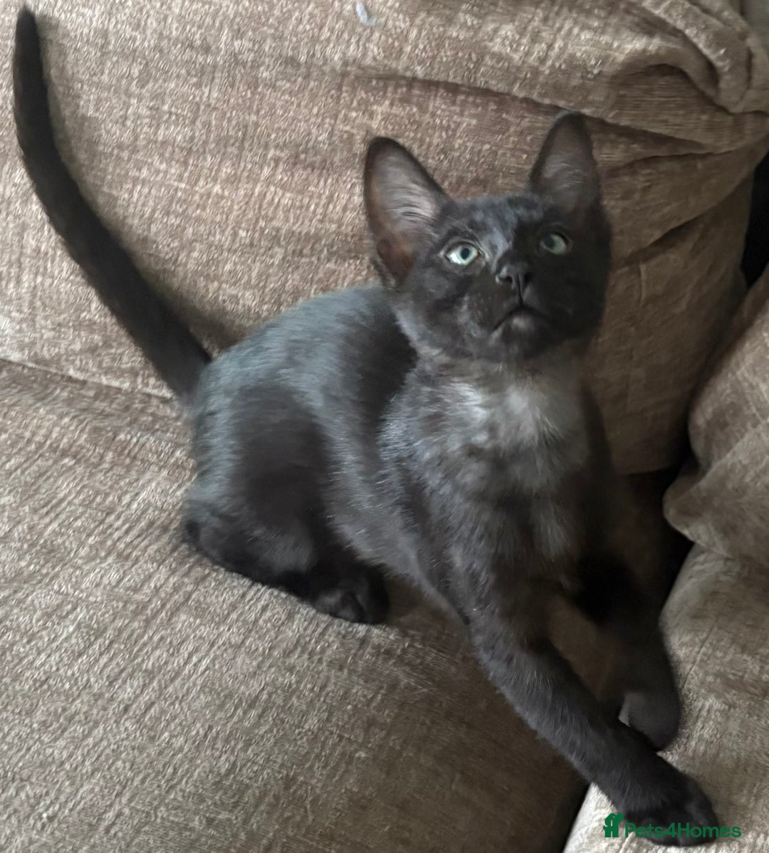 Serengeti cats for sale: Handsome tica reg black smoke male  - Image 2
