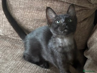 Serengeti cats - Advert 14