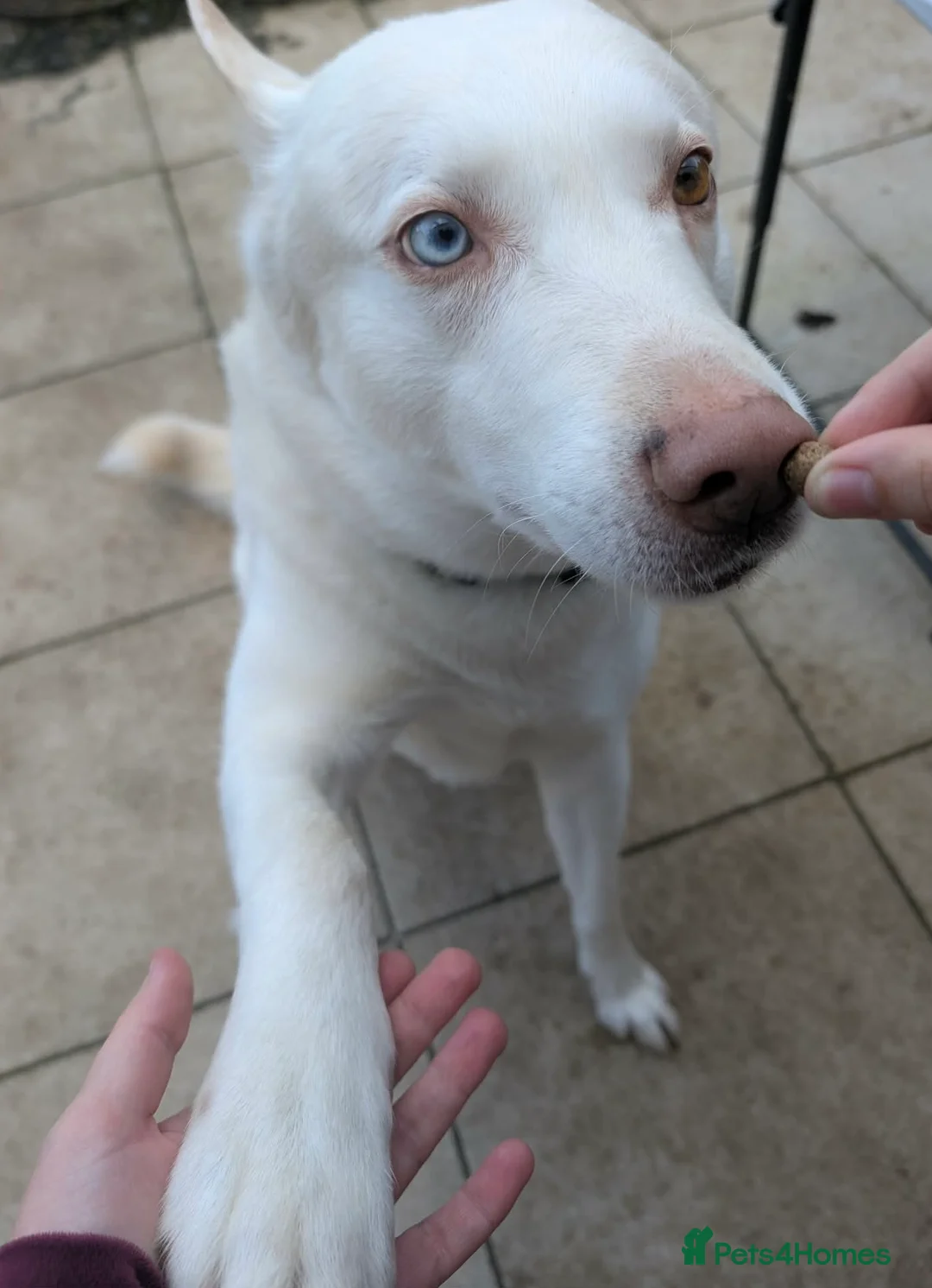 Mixed Breed dogs for sale: Marshall needs a new home - Advert 2