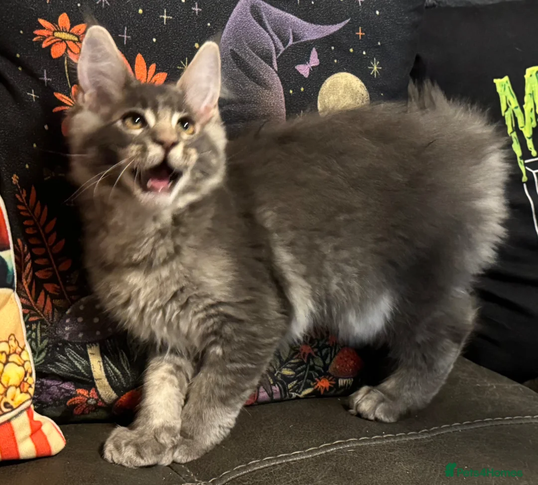 Maine Coon cats for sale: Ready to go TICA Maine Coon kittens active pods - Advert 2