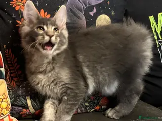 Maine Coon cats Ready to go TICA Maine Coon kittens active availab - Advert 3