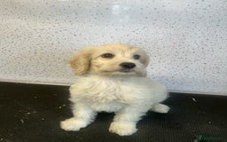 Cockapoo dogs for sale: Stunning cockapoo puppies ready now  - Image 1