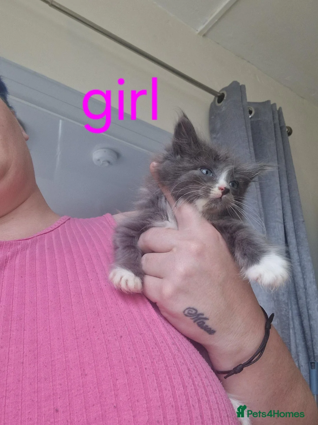 Mixed Breed cats for sale: Kittens  - Advert 2