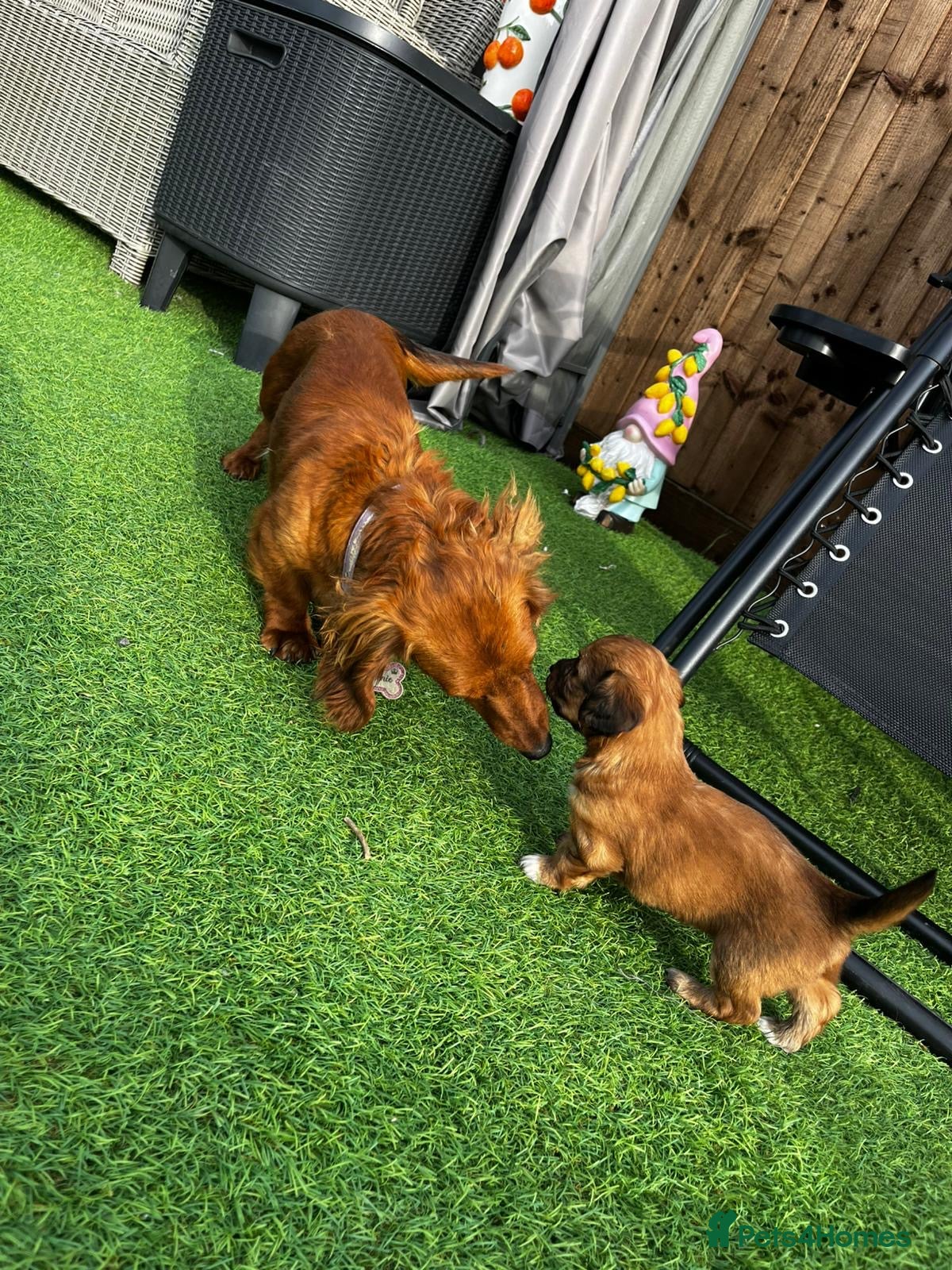 Dachshund dogs KC REG long haired miniature dachshund - Advert 2