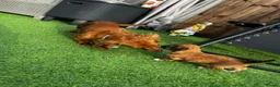 Dachshund dogs for sale: KC REG long haired miniature dachshund - Advert 2