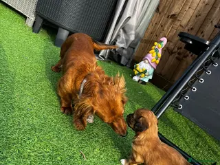 Dachshund dogs KC REG long haired miniature dachshund - Advert 2