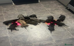 Cane Corso dogs for sale: Cane corso puppies  - Image 2