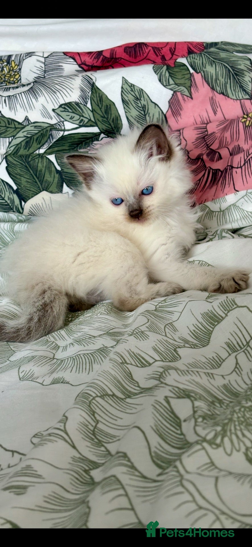 Ragdoll cats for sale: 🩷 BEAUTIFUL GCCF KITTENS  💙  - Advert 6