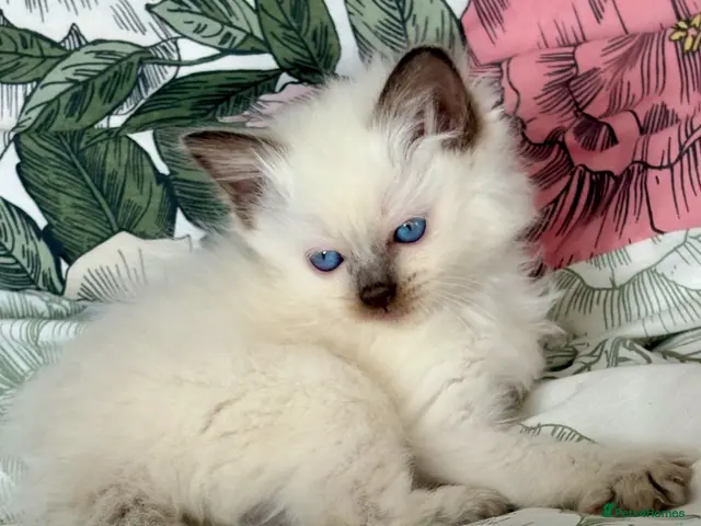 Ragdoll cats for sale: 🩷 BEAUTIFUL GCCF KITTENS 💙 - Advert 5