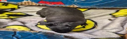 Guinea Pig rodents for sale: Baby Female Skinny Pigs For Sale  - Advert 8