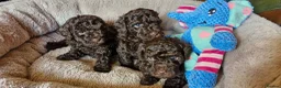 Toy Poodle dogs for sale: KC REG CHOCOLATE TOY POODLE PUPPYS  - Advert 14