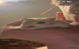 Gerbil rodents for sale: 2 female gerbils - Image 3