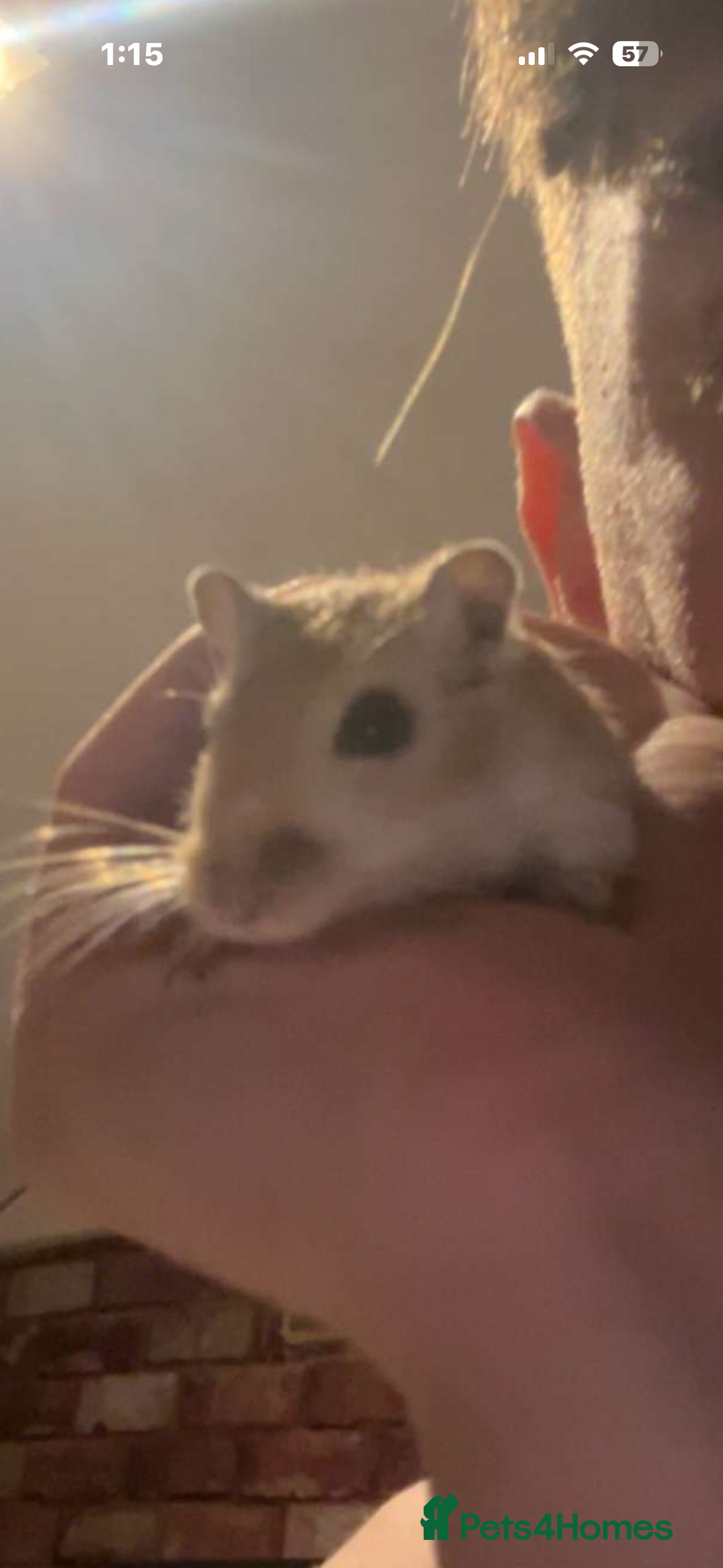 Gerbil rodents for sale: 2 female gerbils - Image 3