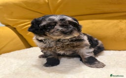 Cockapoo dogs for sale: cockapoos  - Advert 8