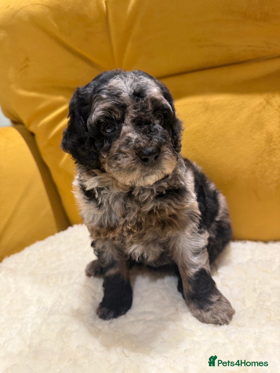 Cockapoo dogs for sale: cockapoos  - Advert 8