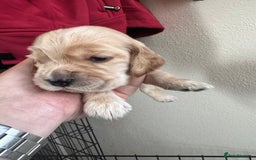 Sprocker dogs for sale: Cocker spaniel pups  - Image 6