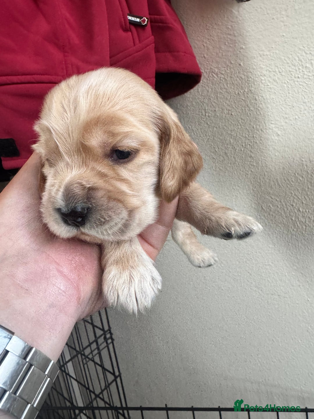 Sprocker dogs for sale: Cocker spaniel pups  - Image 6
