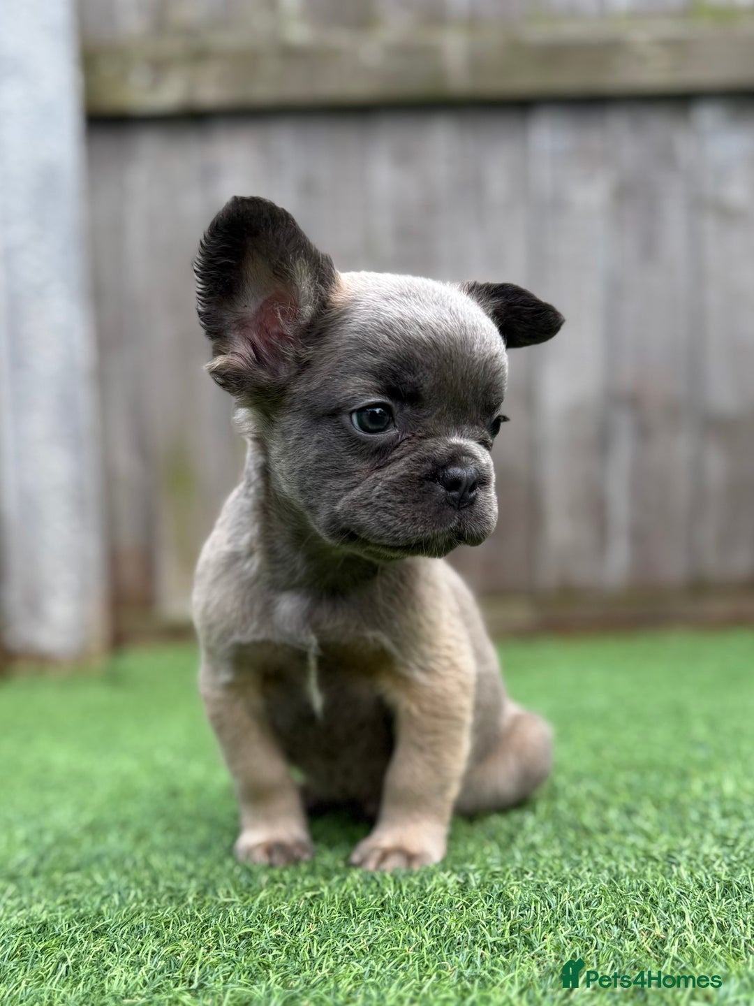 French Bulldog dogs for sale: 3 Full Fluffy Boys  - Advert 2