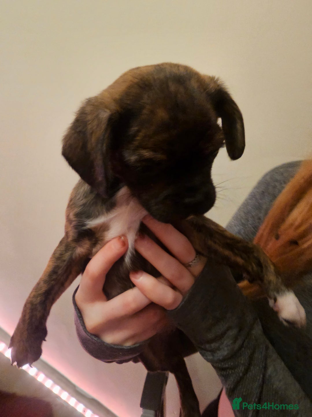 Mixed Breed dogs for sale: Staffy cross puppies  - Advert 18
