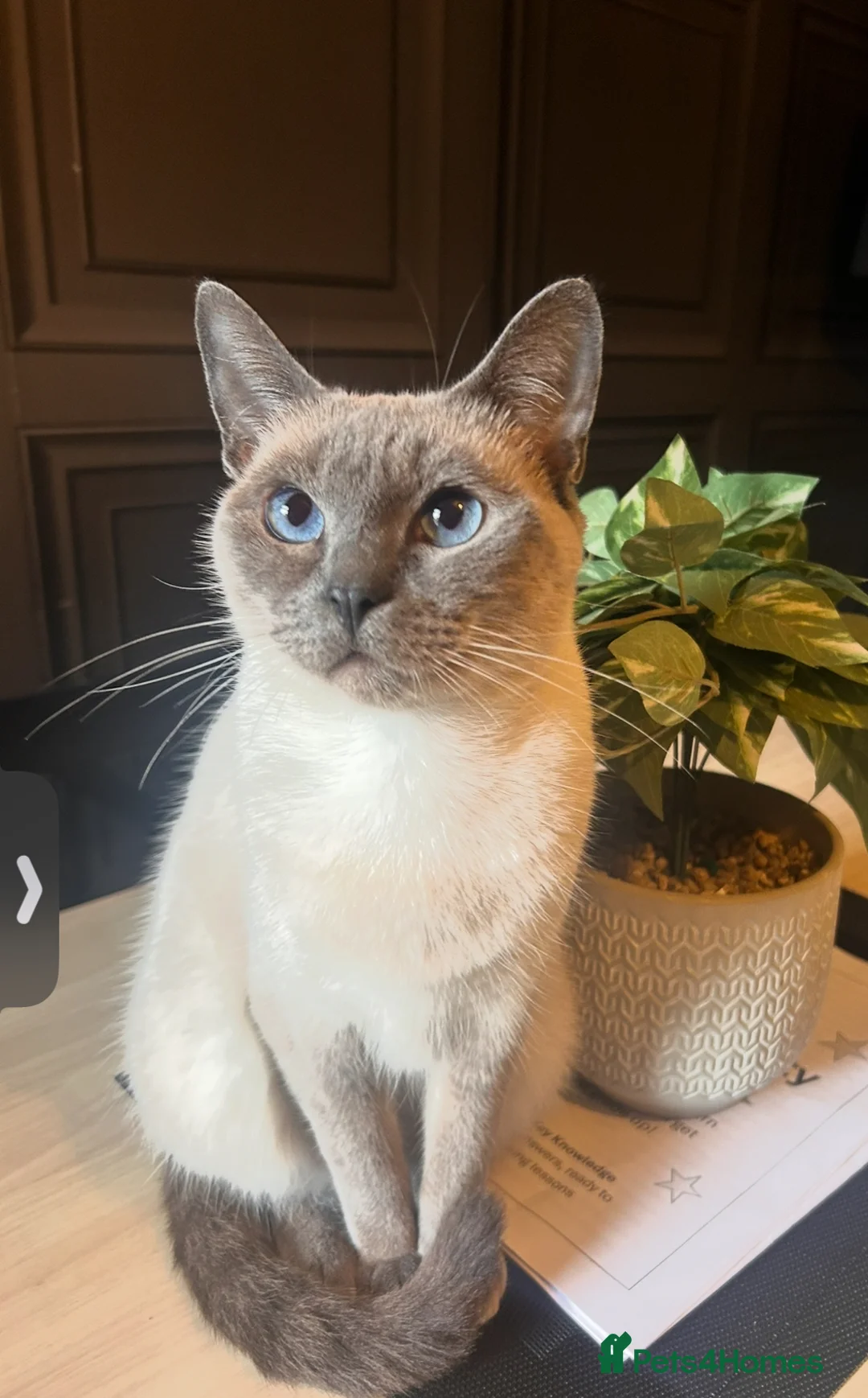 Mixed Breed cats for sale: GORGEOUS RAGDOLL CROSS💙💙open to offers - Advert 2