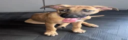 Mixed Breed dogs for sale: Female ridgeback x Dutch hearder - Advert 7