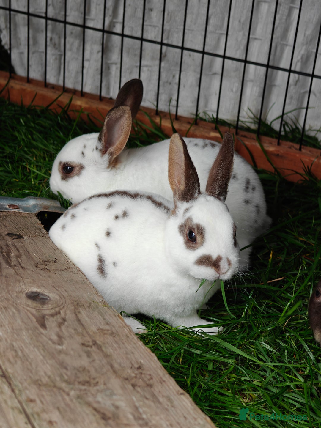 Rex rabbits for sale: Mixed litter of Mini Rex  - Image 38