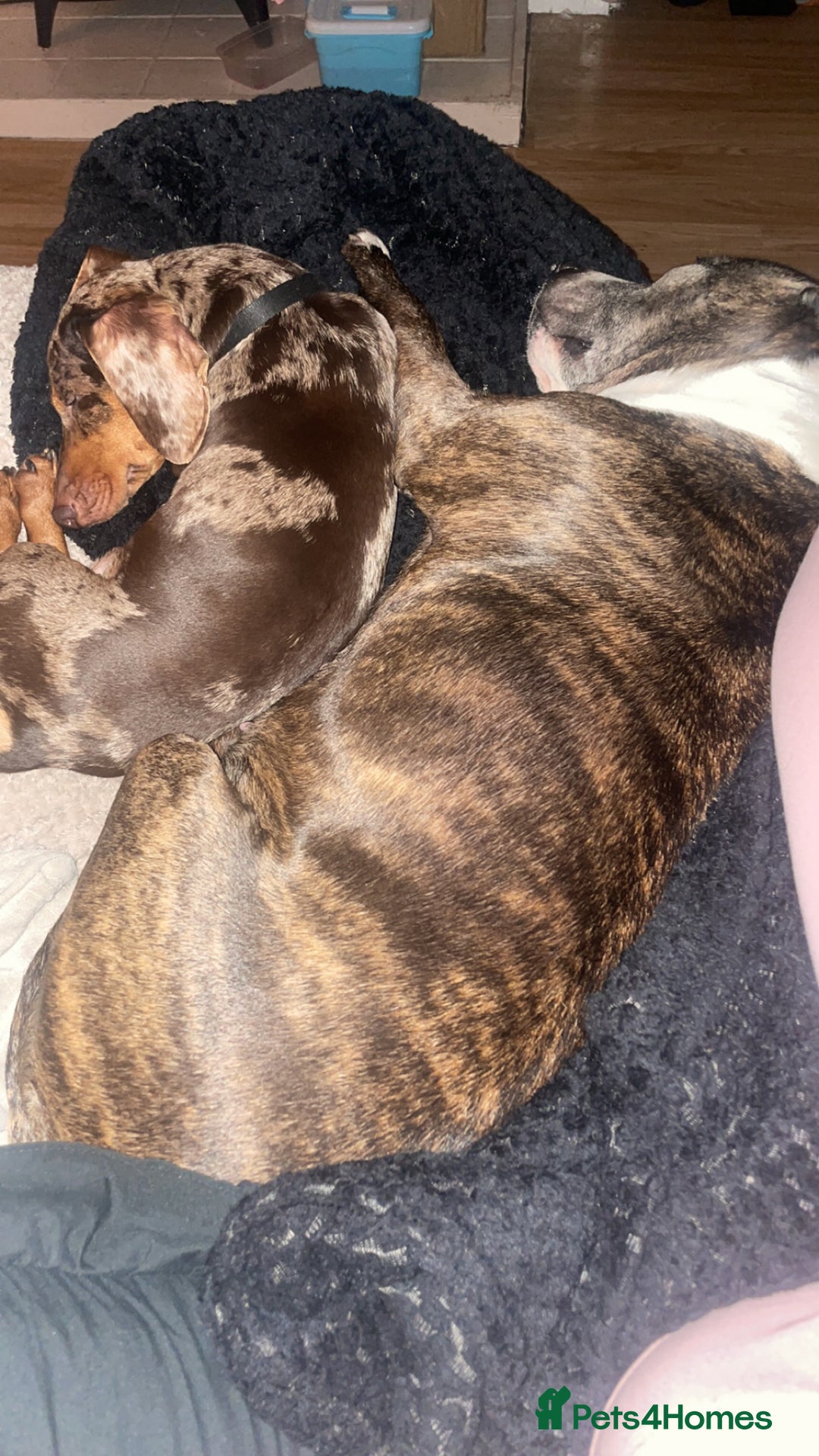 Dachshund dogs for sale: Miniture daschaund - Advert 3