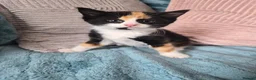 Mixed Breed cats for sale: Norwegian Forest Cat X Kittens  - Advert 4