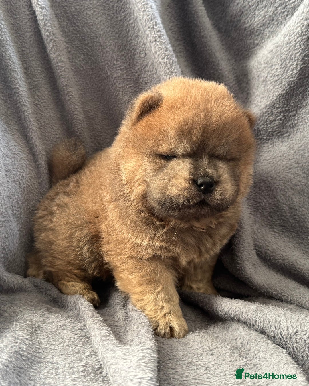 Chow Chow dogs for sale: Wyvernwest -smooth and rough puppies available 🐶  - Image 20