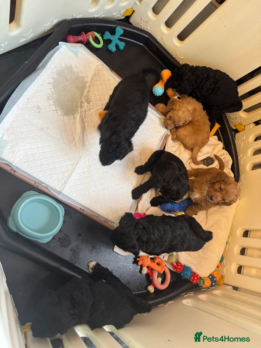 Cockapoo dogs for sale: Cockerpoo puppy’s  - Advert 2